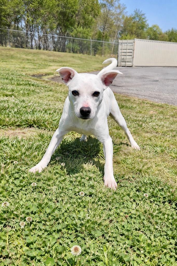 Enlarge Clover McDash- Available, a Adoptable mixed breed in Chickamauga , GA image 2/4