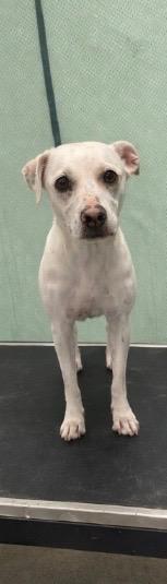 Enlarge Clover McDash- Available, a Adoptable mixed breed in Chickamauga , GA image 3/4