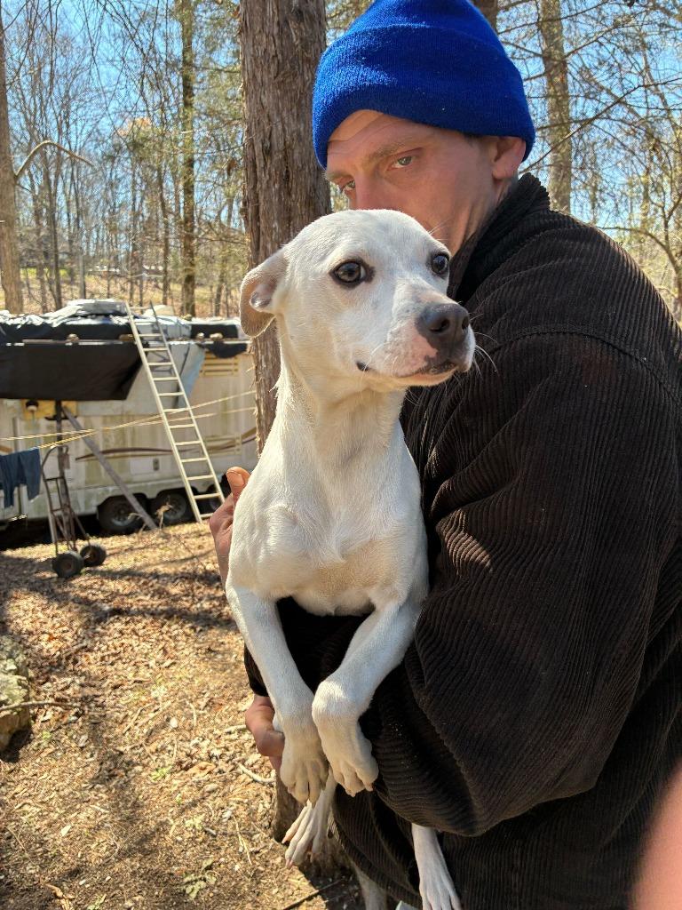 Enlarge Clover McDash- Available, a Adoptable mixed breed in Chickamauga , GA image 4/4