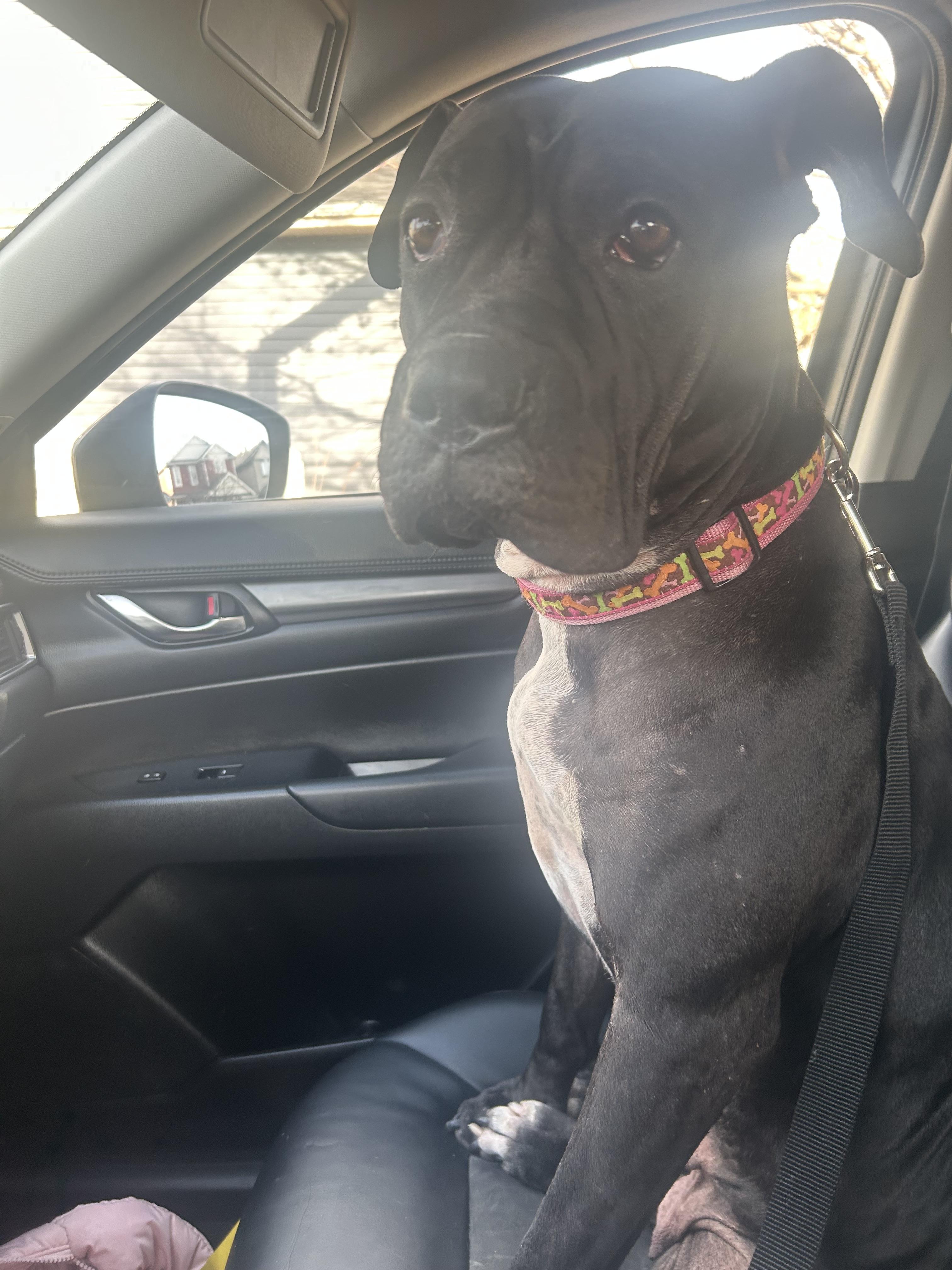 Luna, an adoptable Cane Corso, Pit Bull Terrier in Edmonton, AB, T5Y 3N6 | Photo Image 2