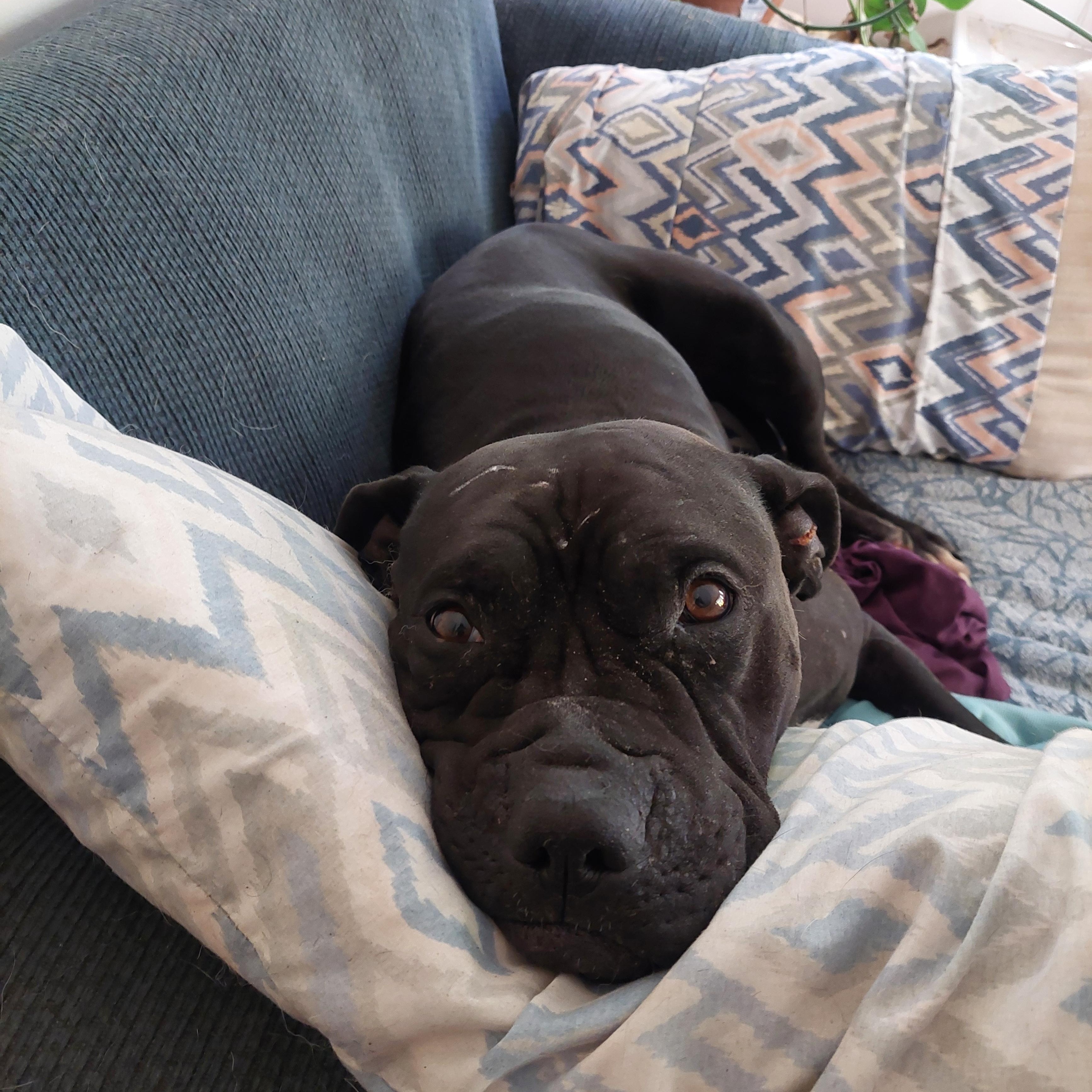 Luna, an adoptable Cane Corso, Pit Bull Terrier in Edmonton, AB, T5Y 3N6 | Photo Image 1