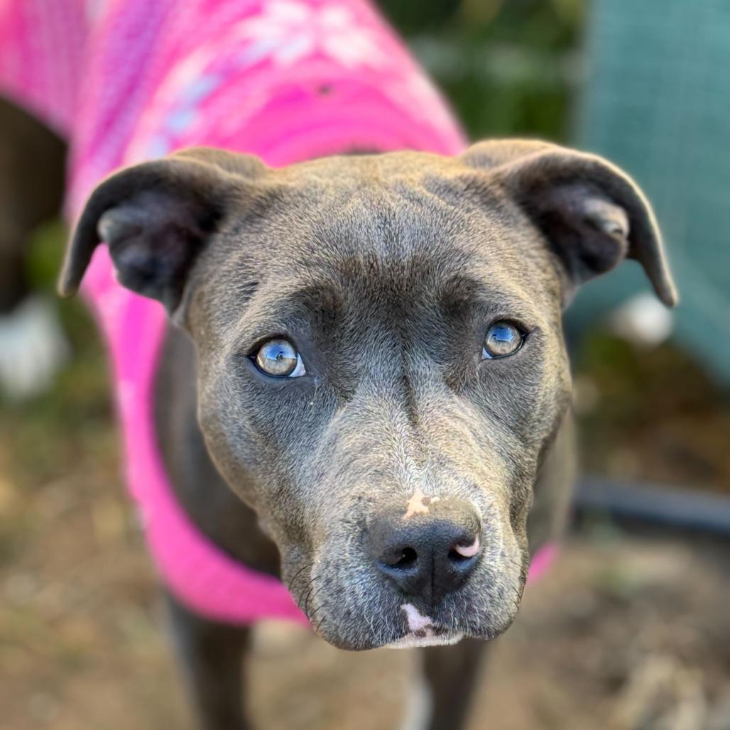 Star, Adoptable, Young Female American Staffordshire Terrier.