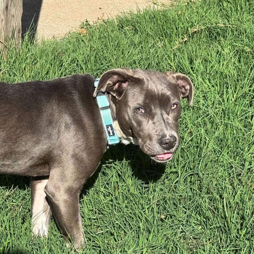 Star, a Adoptable American Staffordshire Terrier in Turlock, CA image 2/6