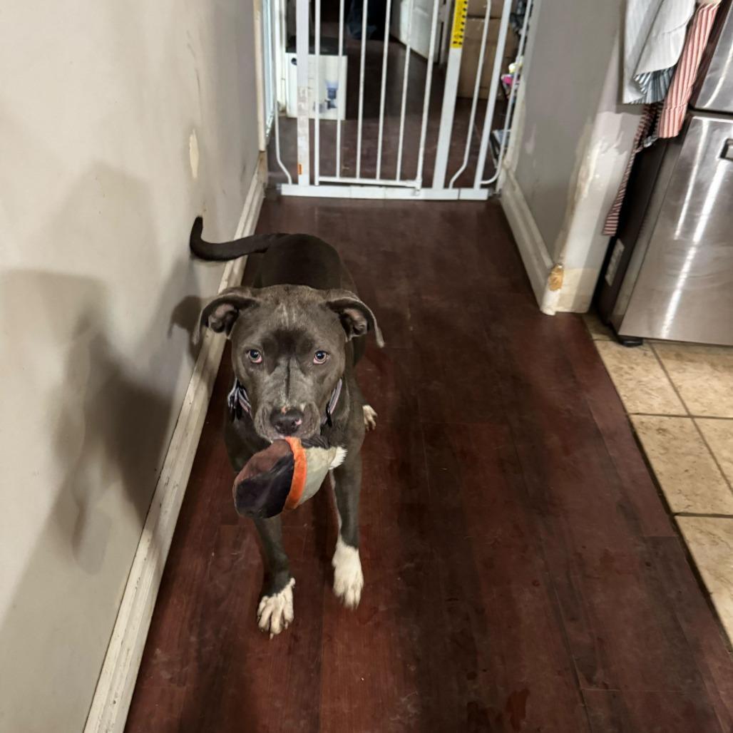 Star, a Adoptable American Staffordshire Terrier in Turlock, CA image 4/6