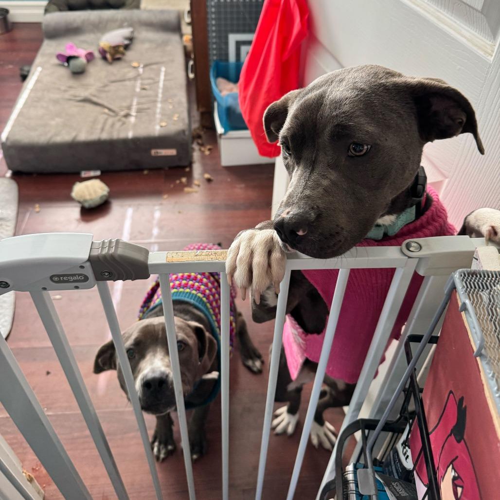 Star, a Adoptable American Staffordshire Terrier in Turlock, CA image 5/6