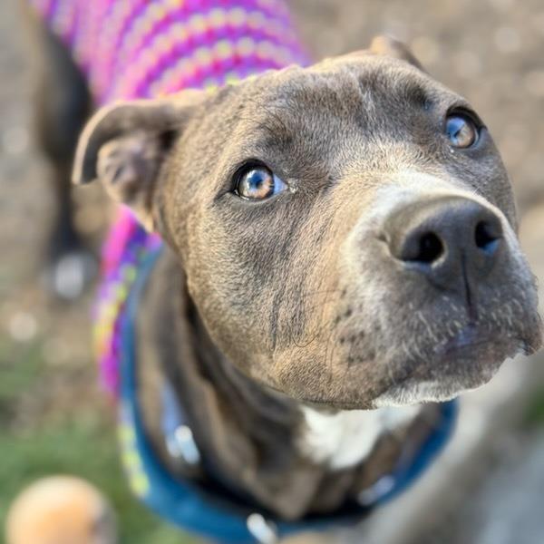 Star, a Adoptable American Staffordshire Terrier in Turlock, CA image 6/6