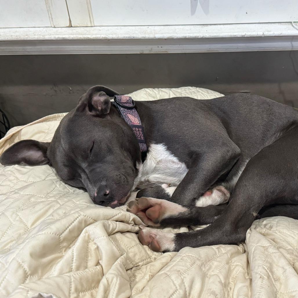 Star, a Adoptable American Staffordshire Terrier in Turlock, CA image 6/6