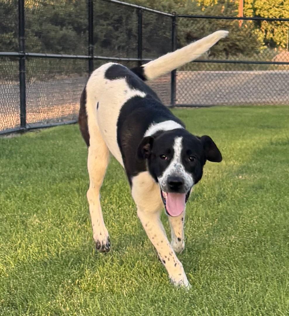 Enlarge Ryder, a Adoptable mixed breed in Montrose, CO image 4/6