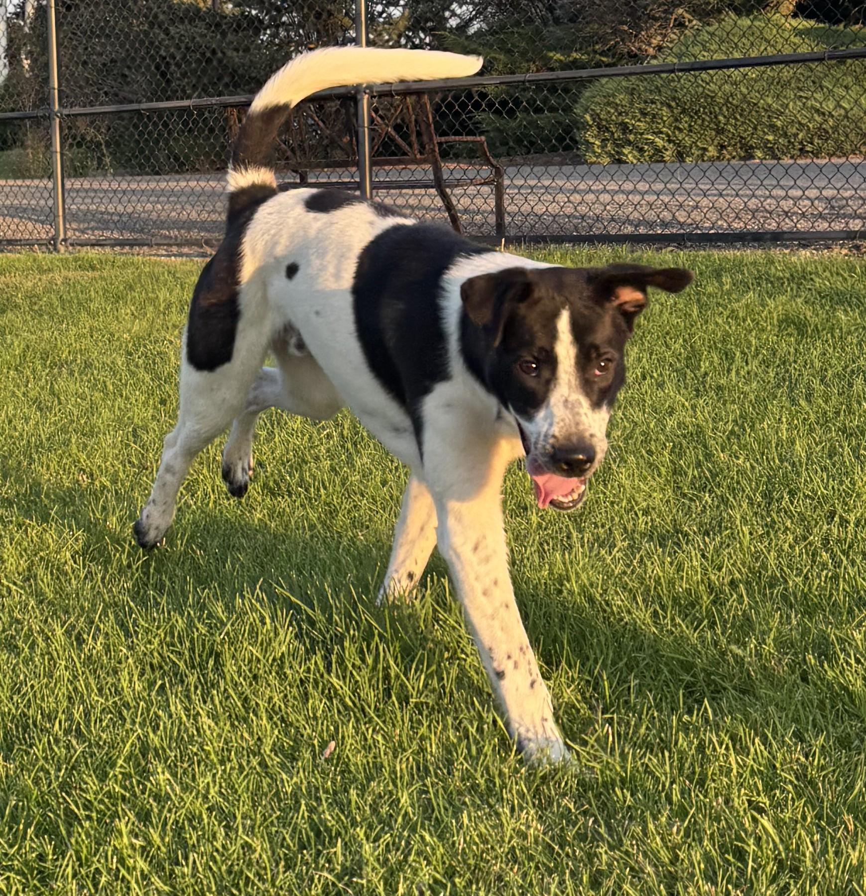 Enlarge Ryder, a Adoptable mixed breed in Montrose, CO image 5/6