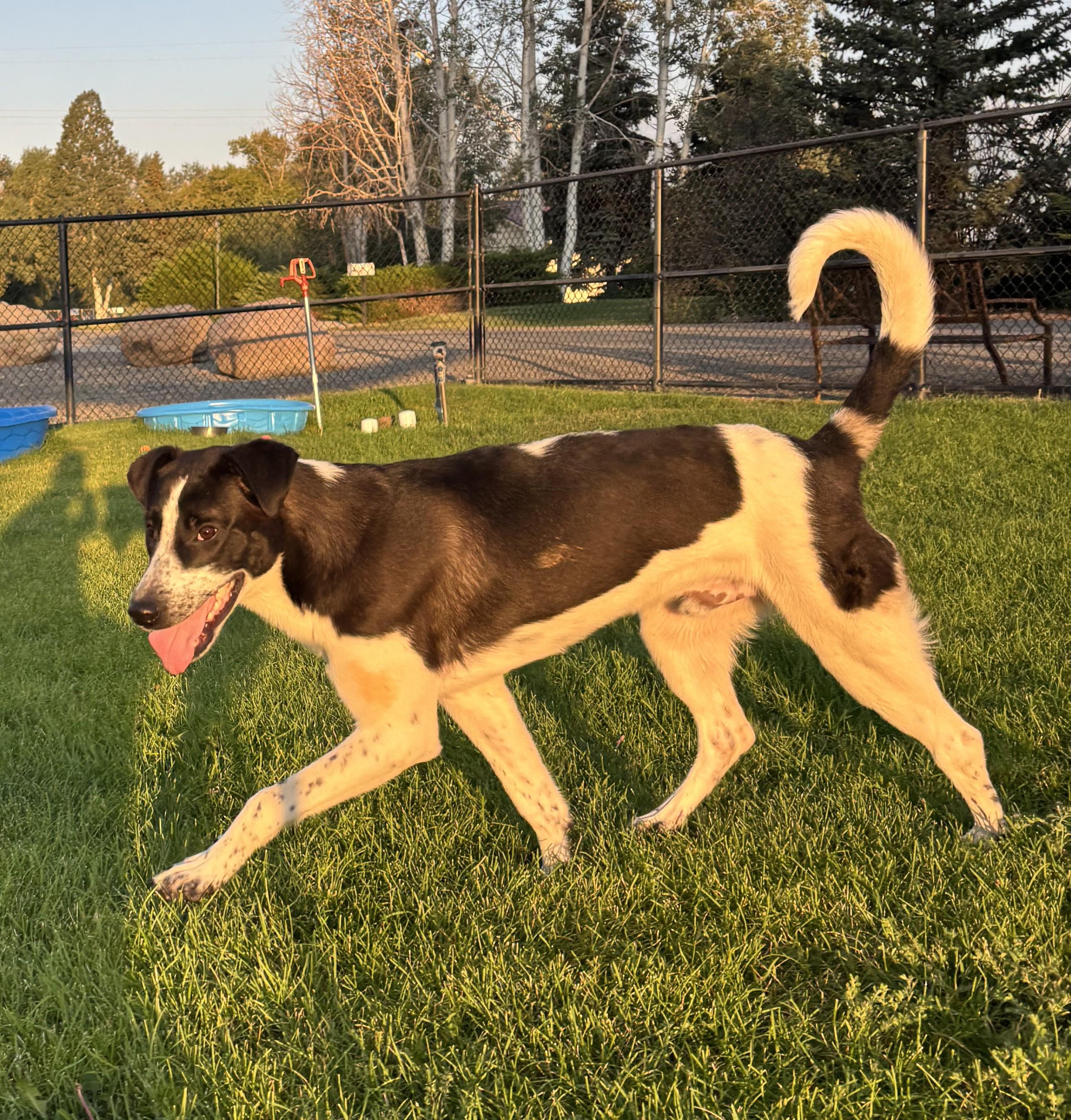 Enlarge Ryder, a Adoptable mixed breed in Montrose, CO image 1/6