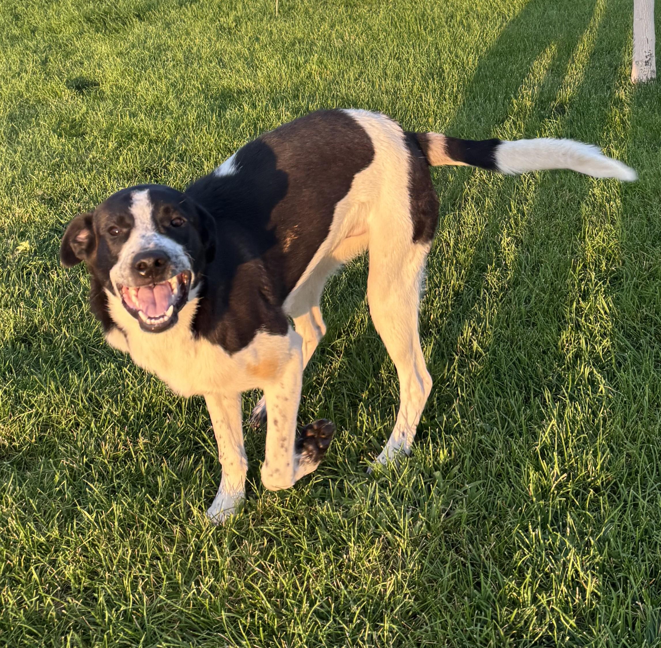 Enlarge Ryder, a Adoptable mixed breed in Montrose, CO image 2/6