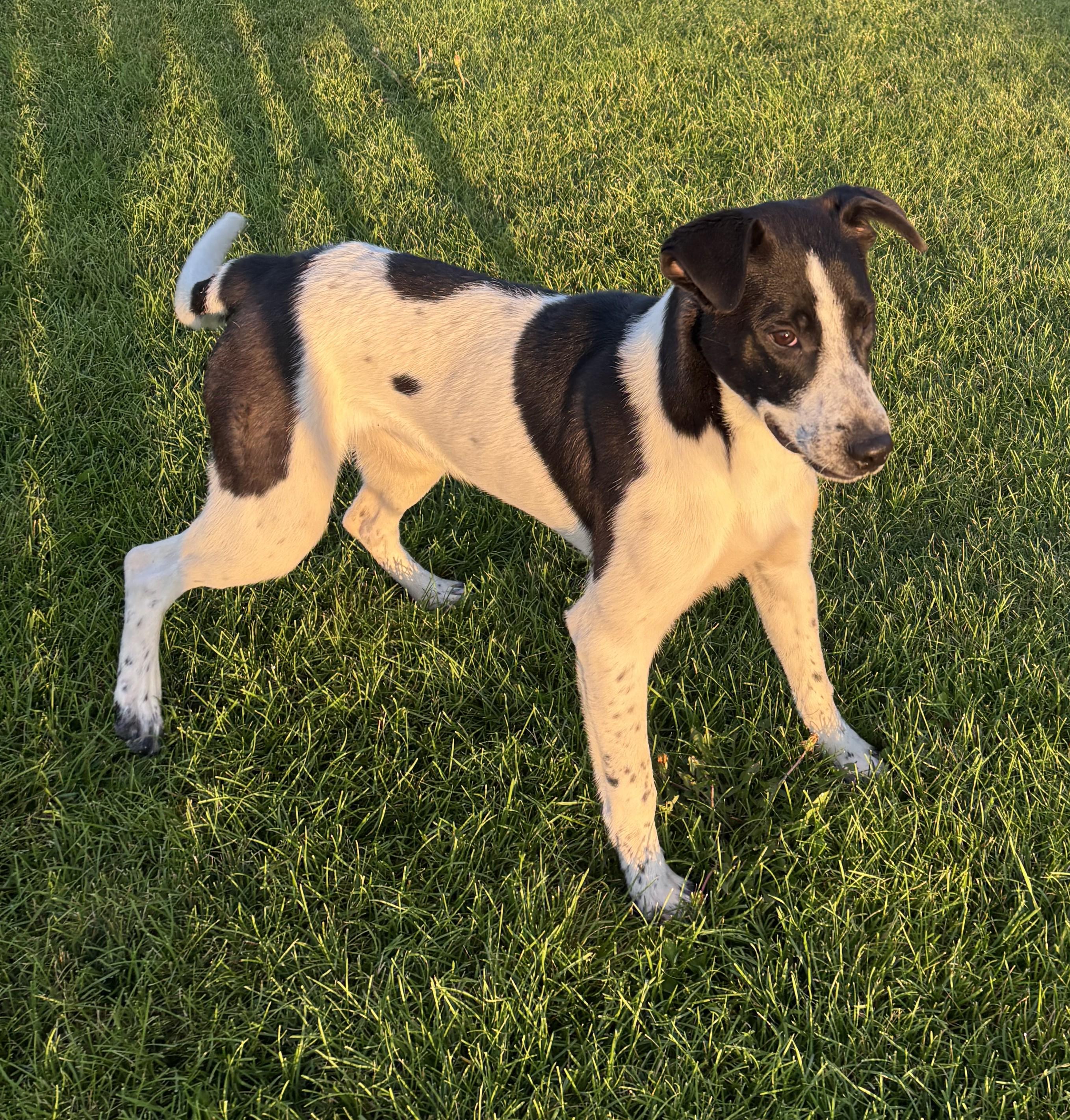 Enlarge Ryder, a Adoptable mixed breed in Montrose, CO image 3/6