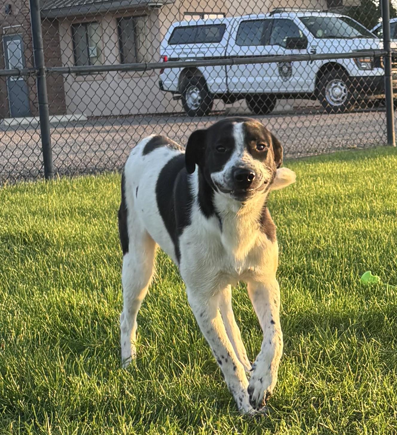 Enlarge Ryder, a Adoptable mixed breed in Montrose, CO image 6/6