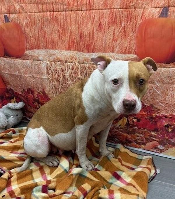 Ruby, Adoptable, Adult Female Terrier.
