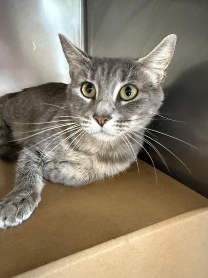 Zen, Adoptable, Adult Female Domestic Short Hair & Domestic Short Hair.