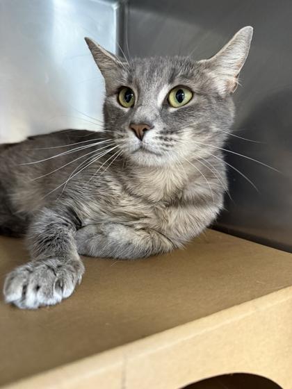 Enlarge Zen, a Adoptable mixed breed in Sevierville, TN image 2/3