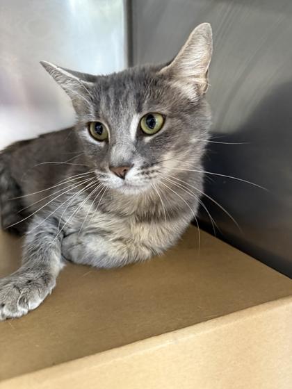 Enlarge Zen, a Adoptable mixed breed in Sevierville, TN image 3/3