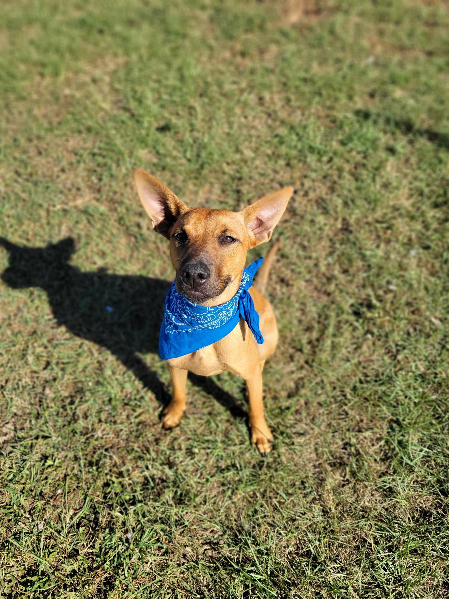 Trigger, a Adoptable Mixed Breed in Mobile, AL image 4/4