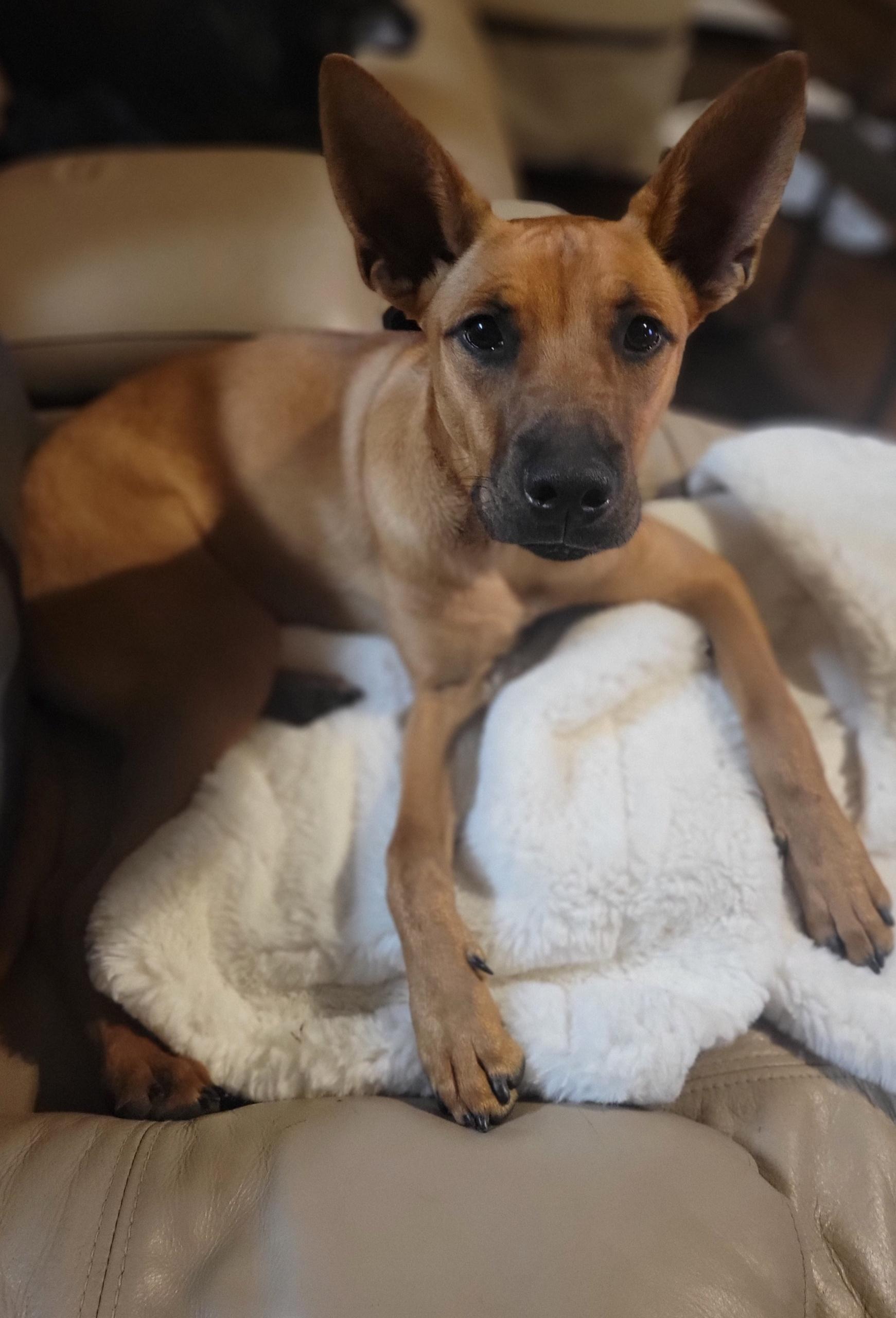 Trigger, a Adoptable Mixed Breed in Mobile, AL image 3/4