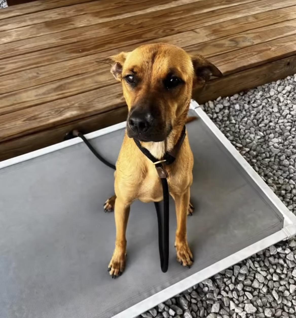 Enlarge Trigger, an adoptable Mixed Breed in Mobile, AL image 6/6