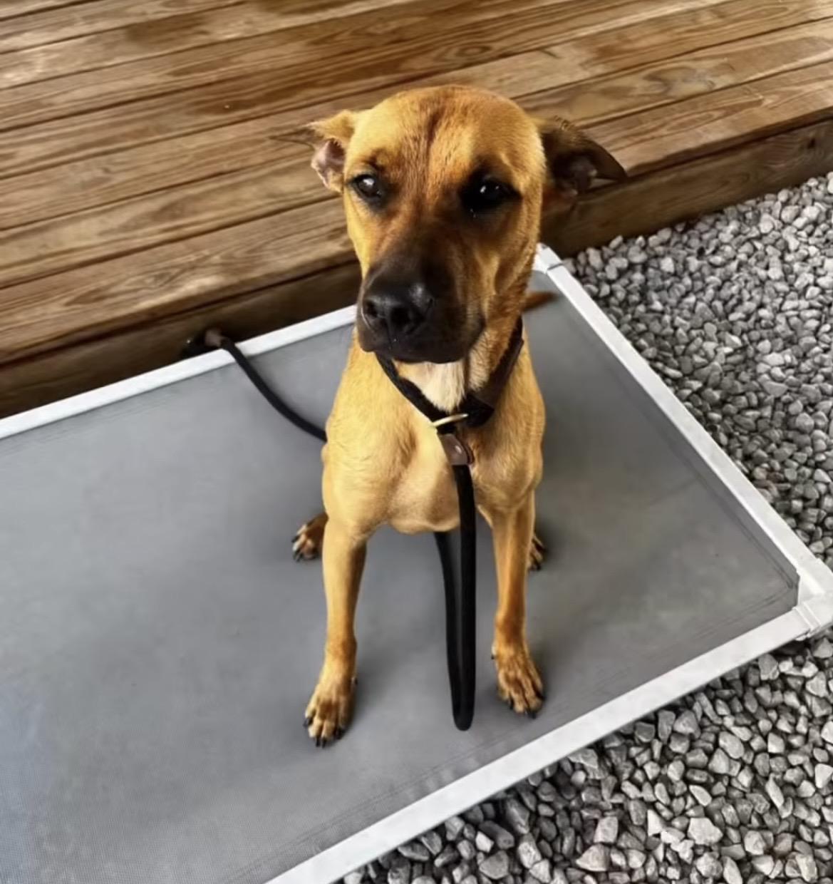 Trigger, adoptable, Young Male Mixed Breed.