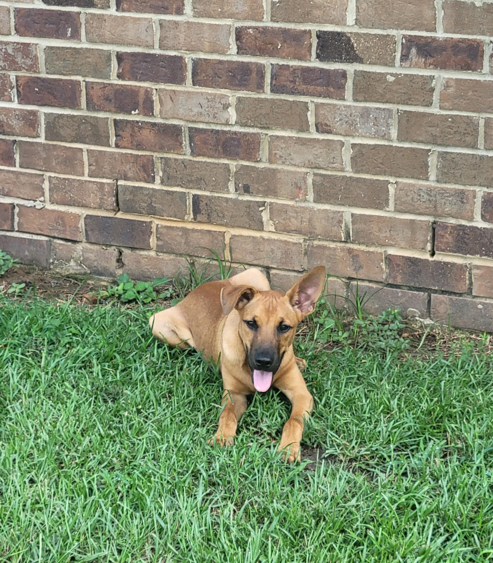 Trigger, a Adoptable Mixed Breed in Mobile, AL image 2/4