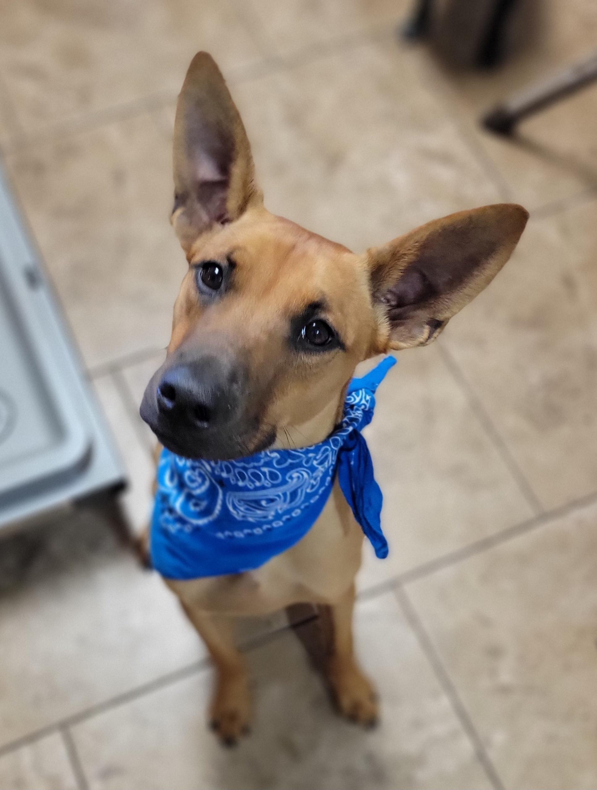 Trigger, Adoptable, Young Male Mixed Breed.