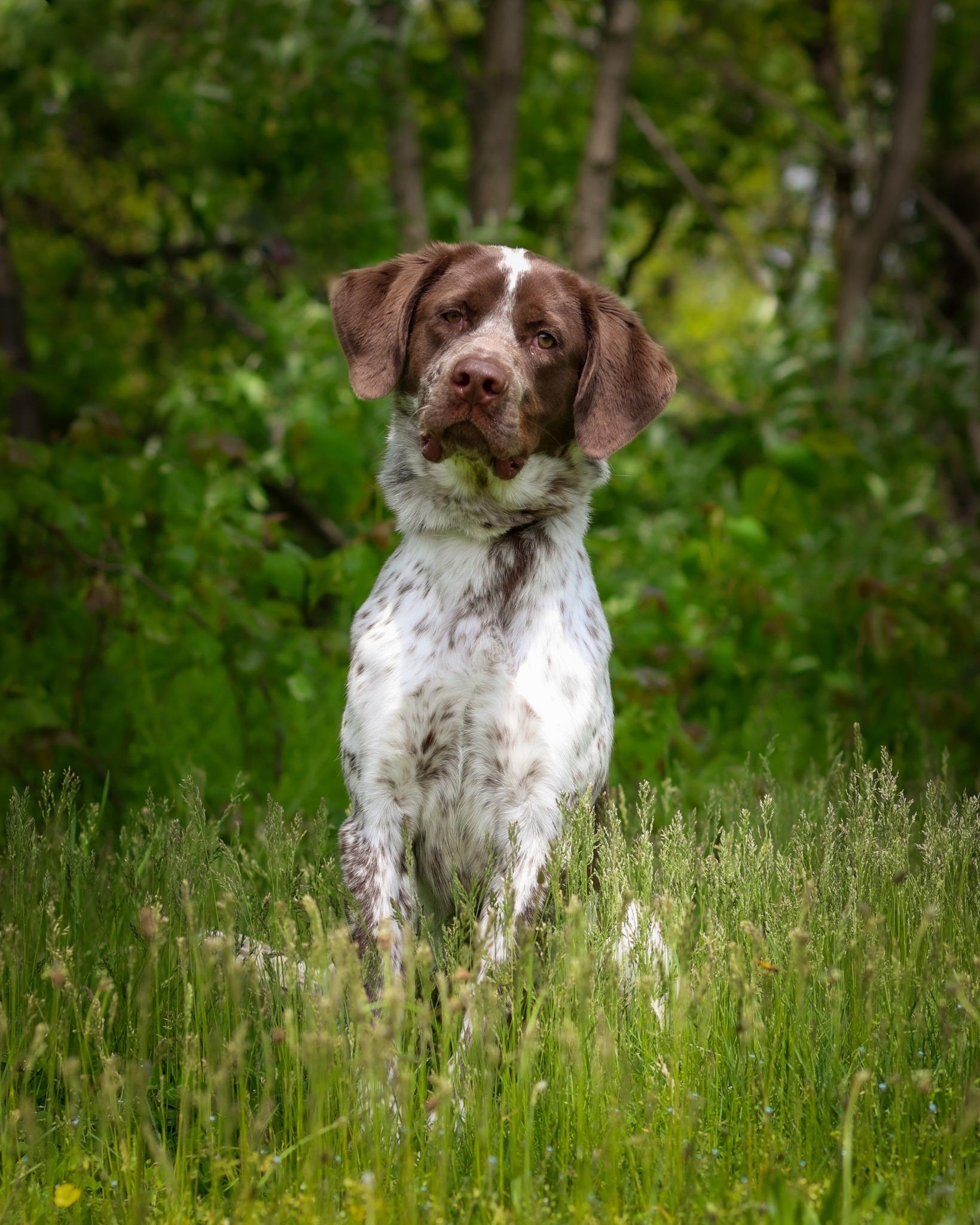 Enlarge Tahoe, a ADOPTABLE mixed breed in Bridgeport, CT image 1/1