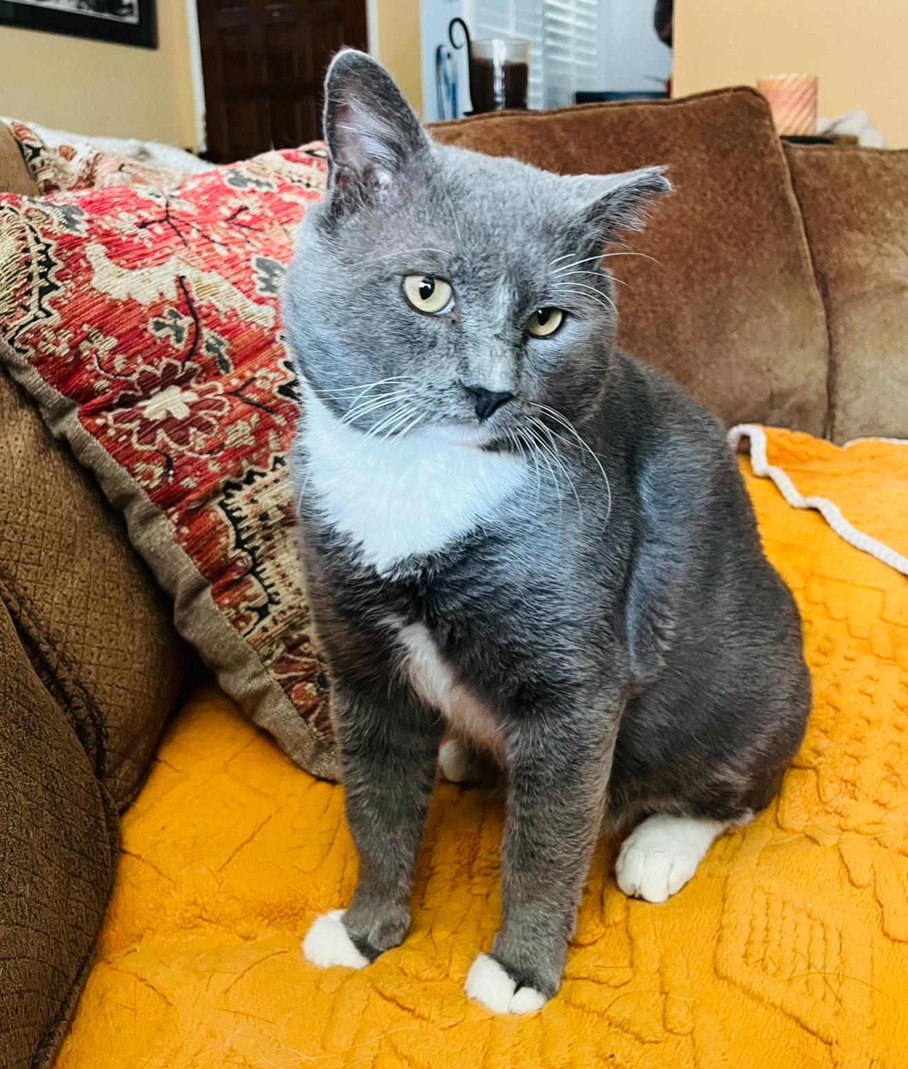 Bart, Adoptable, Young Male Domestic Short Hair.