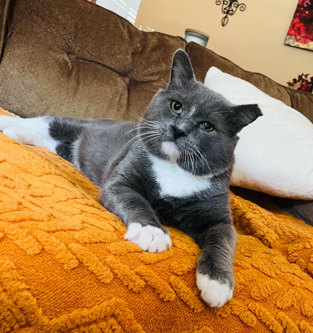 Enlarge Bart, a Adoptable Domestic Short Hair in Malibu, CA image 2/4