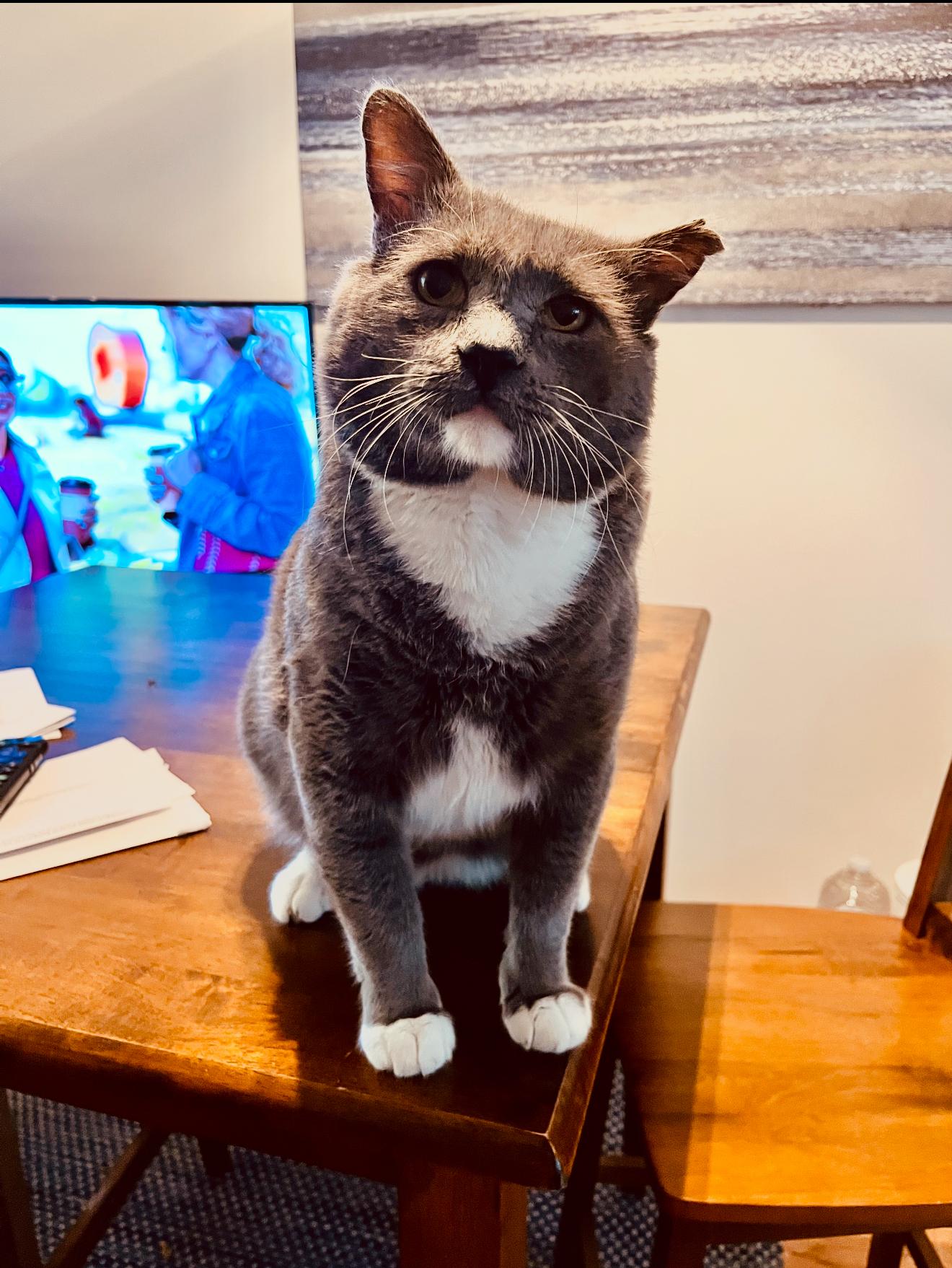 Enlarge Bart, a Adoptable Domestic Short Hair in Malibu, CA image 3/4