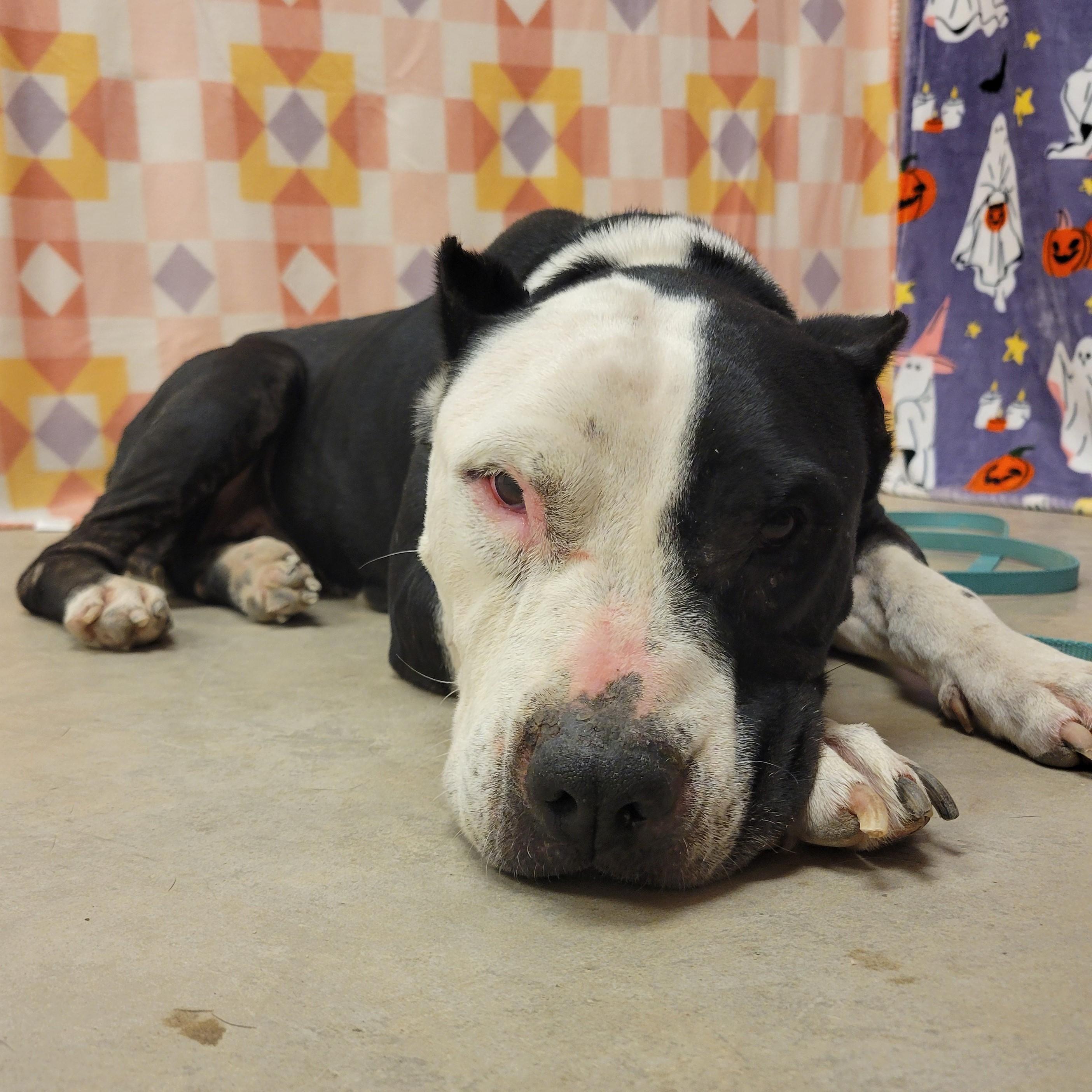 Enlarge Amor, a Adoptable mixed breed in ALPINE, TX image 4/6