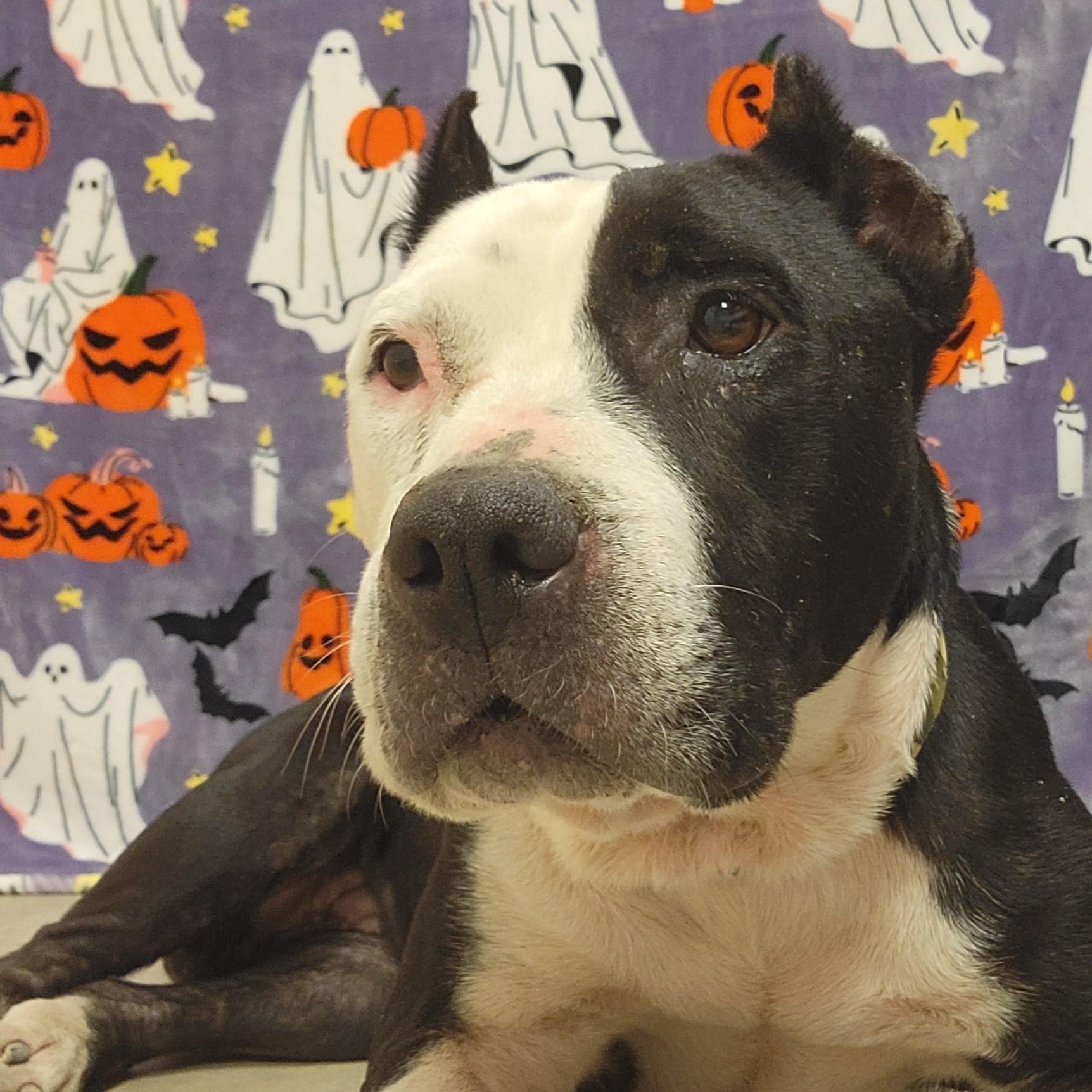 Enlarge Amor, a Adoptable mixed breed in ALPINE, TX image 3/6