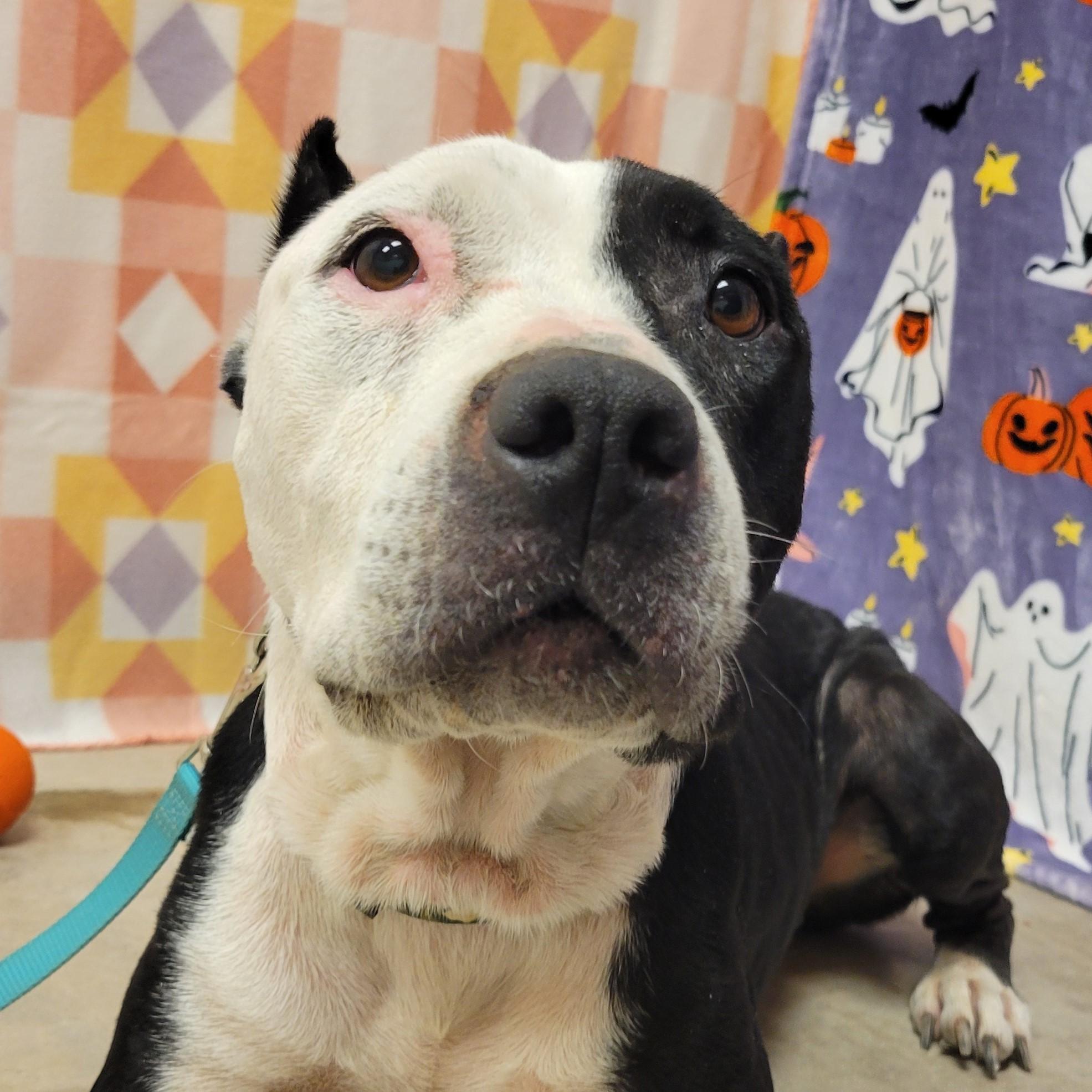 Amor, Adoptable, Adult Female Pit Bull Terrier.