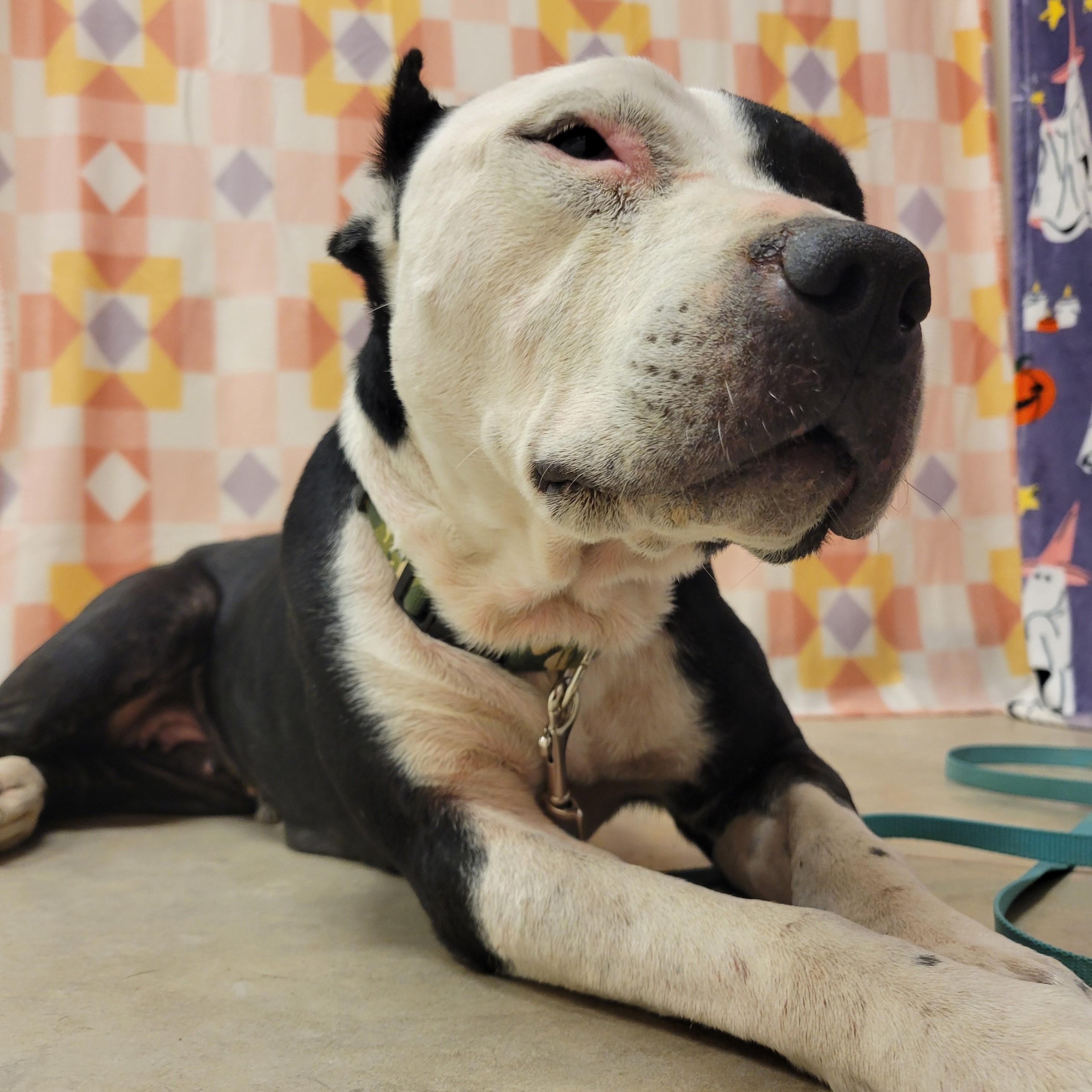 Enlarge Amor, a Adoptable mixed breed in ALPINE, TX image 5/6