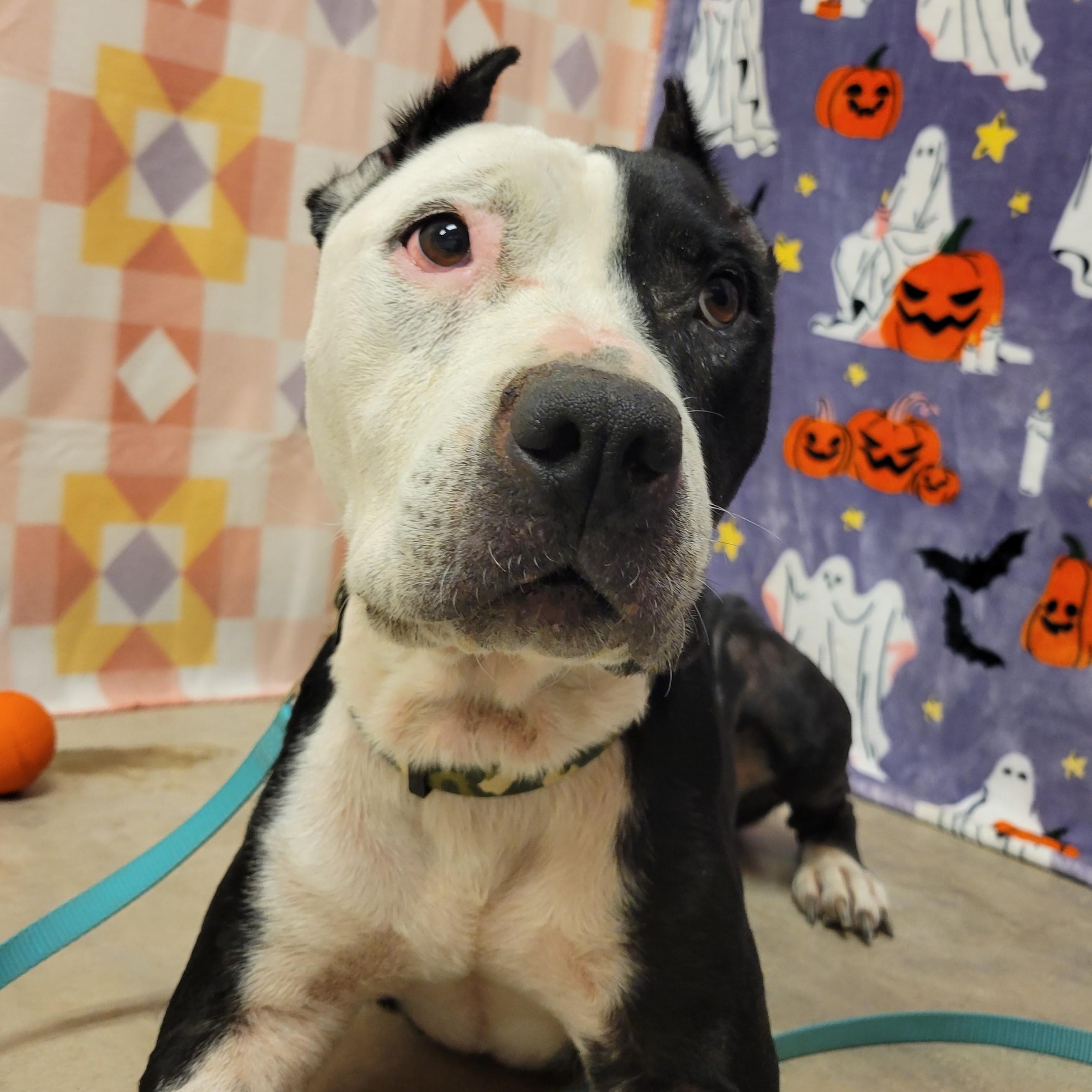 Enlarge Amor, a Adoptable mixed breed in ALPINE, TX image 6/6