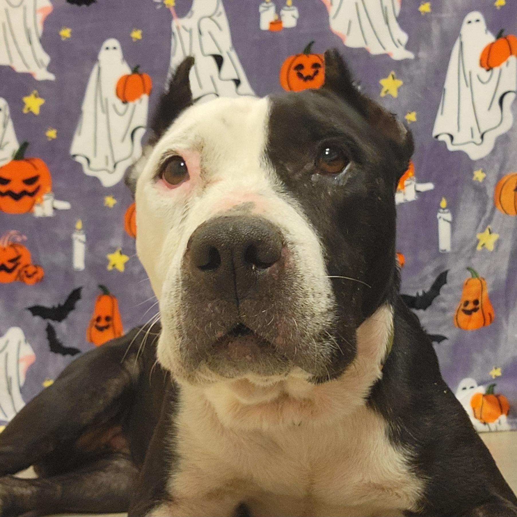 Enlarge Amor, a Adoptable mixed breed in ALPINE, TX image 2/6