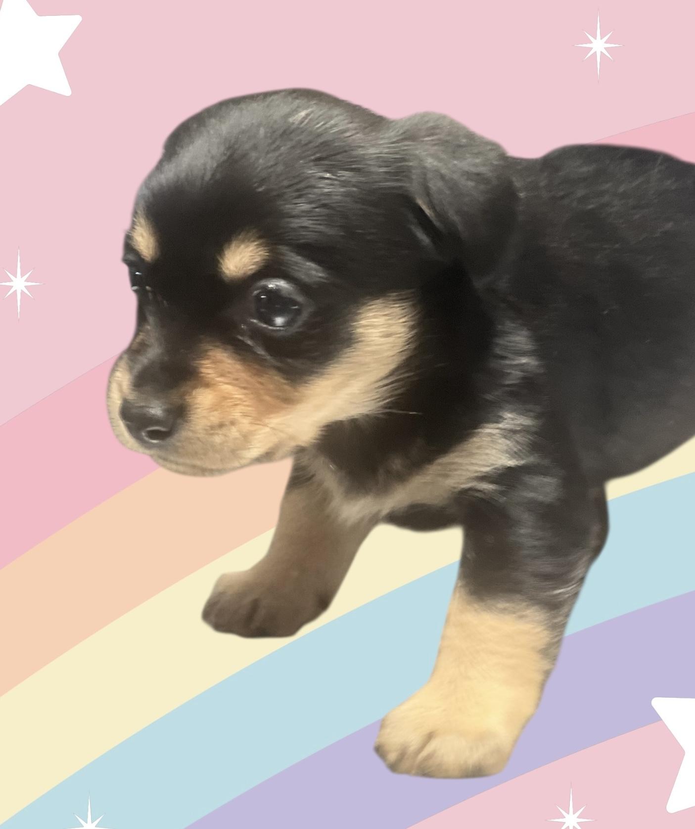 Puppies girls