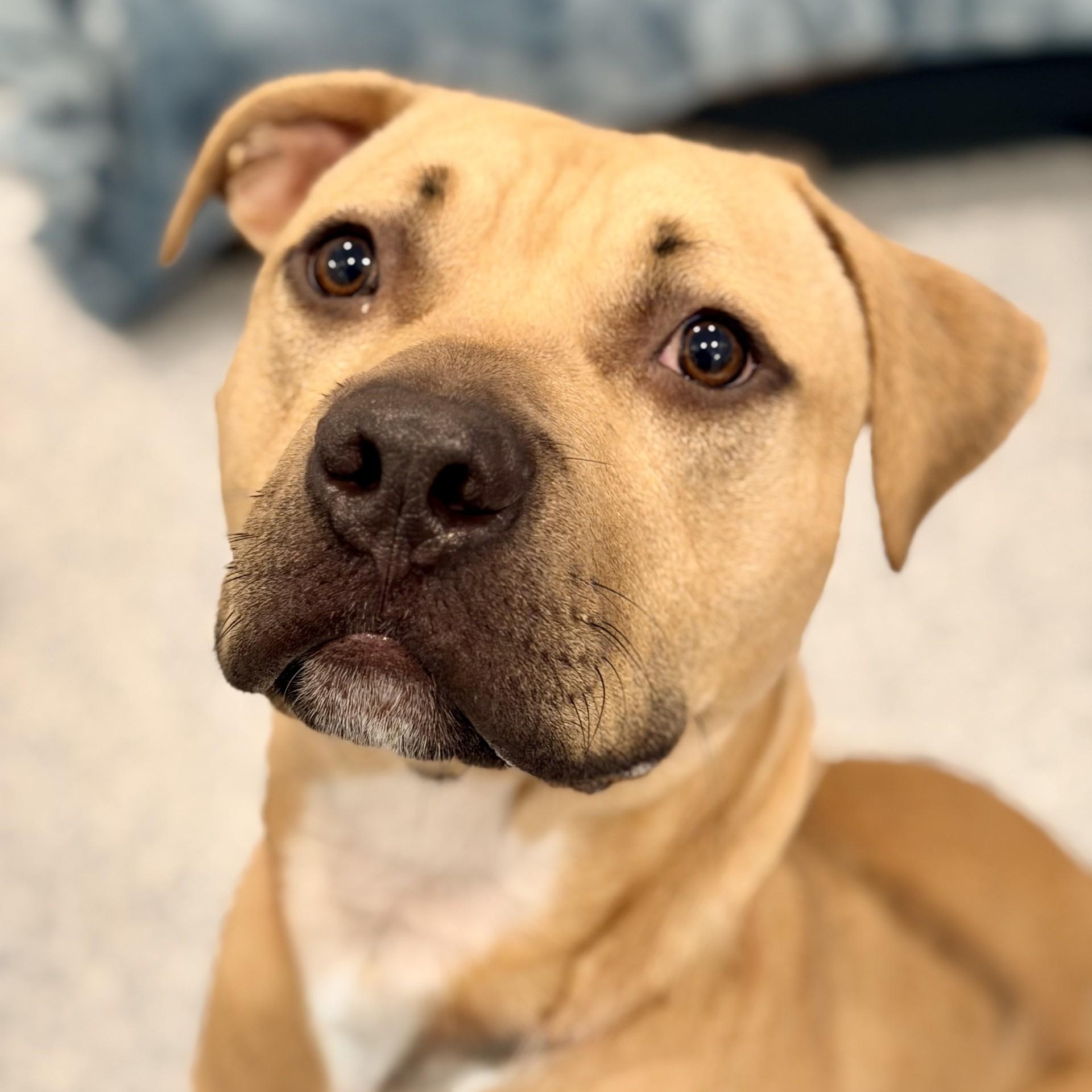 Enlarge Ronnie, a ADOPTABLE Pit Bull Terrier in Manahawkin, NJ image 2/6