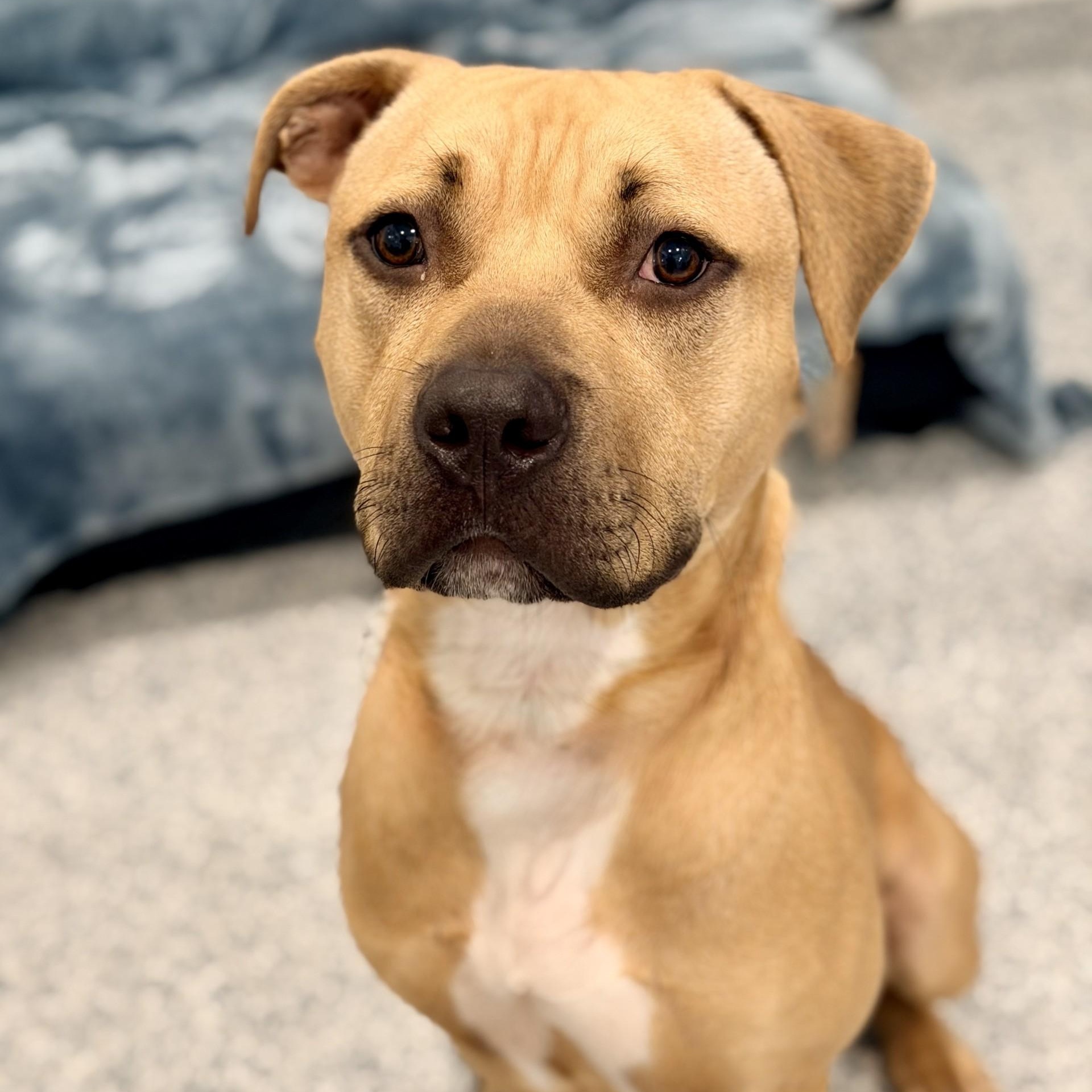 Enlarge Ronnie, a ADOPTABLE Pit Bull Terrier in Manahawkin, NJ image 3/6
