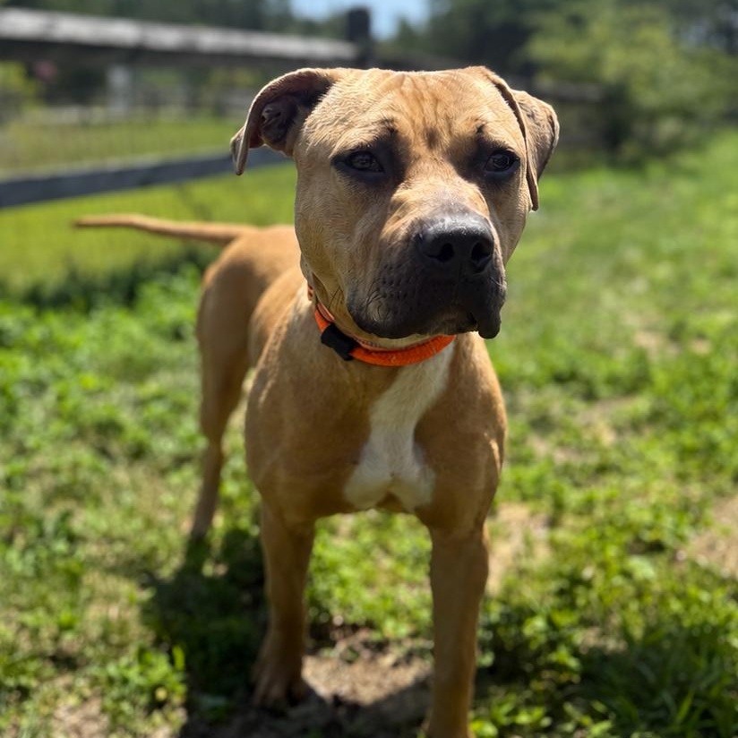 Ronnie, ADOPTABLE, Young Male Pit Bull Terrier.