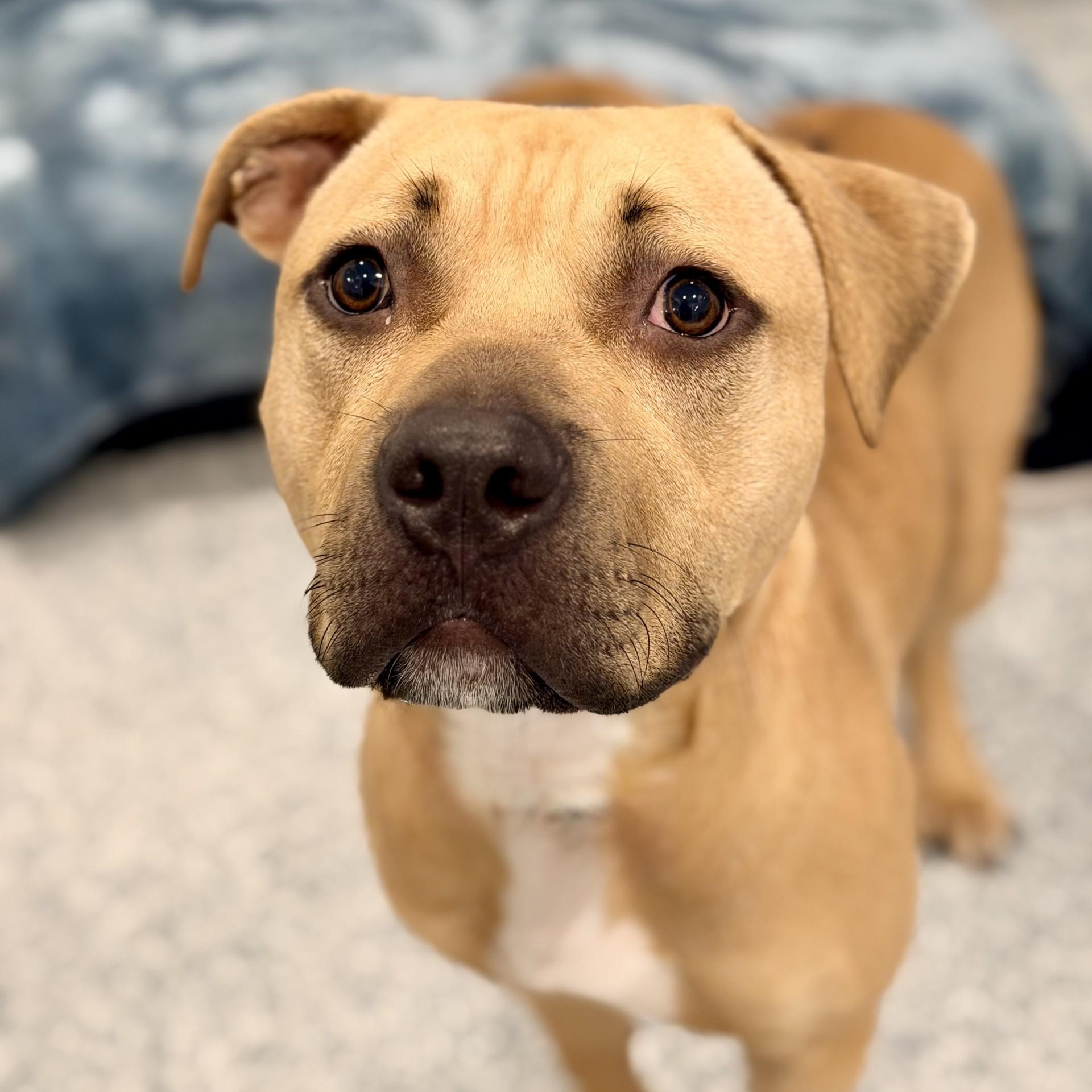 Enlarge Ronnie, a ADOPTABLE Pit Bull Terrier in Manahawkin, NJ image 4/6