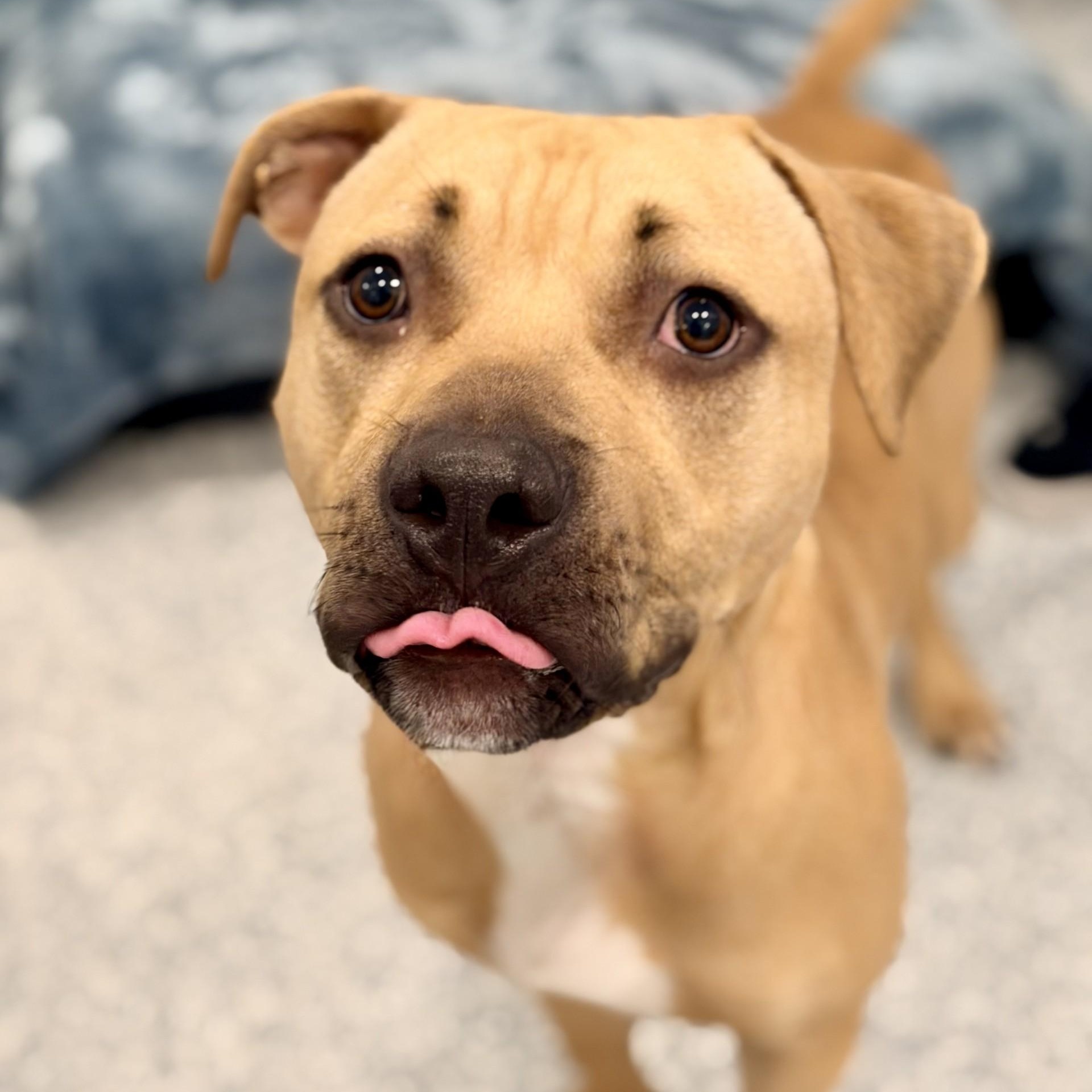 Ronnie, ADOPTABLE, Young Male Pit Bull Terrier.