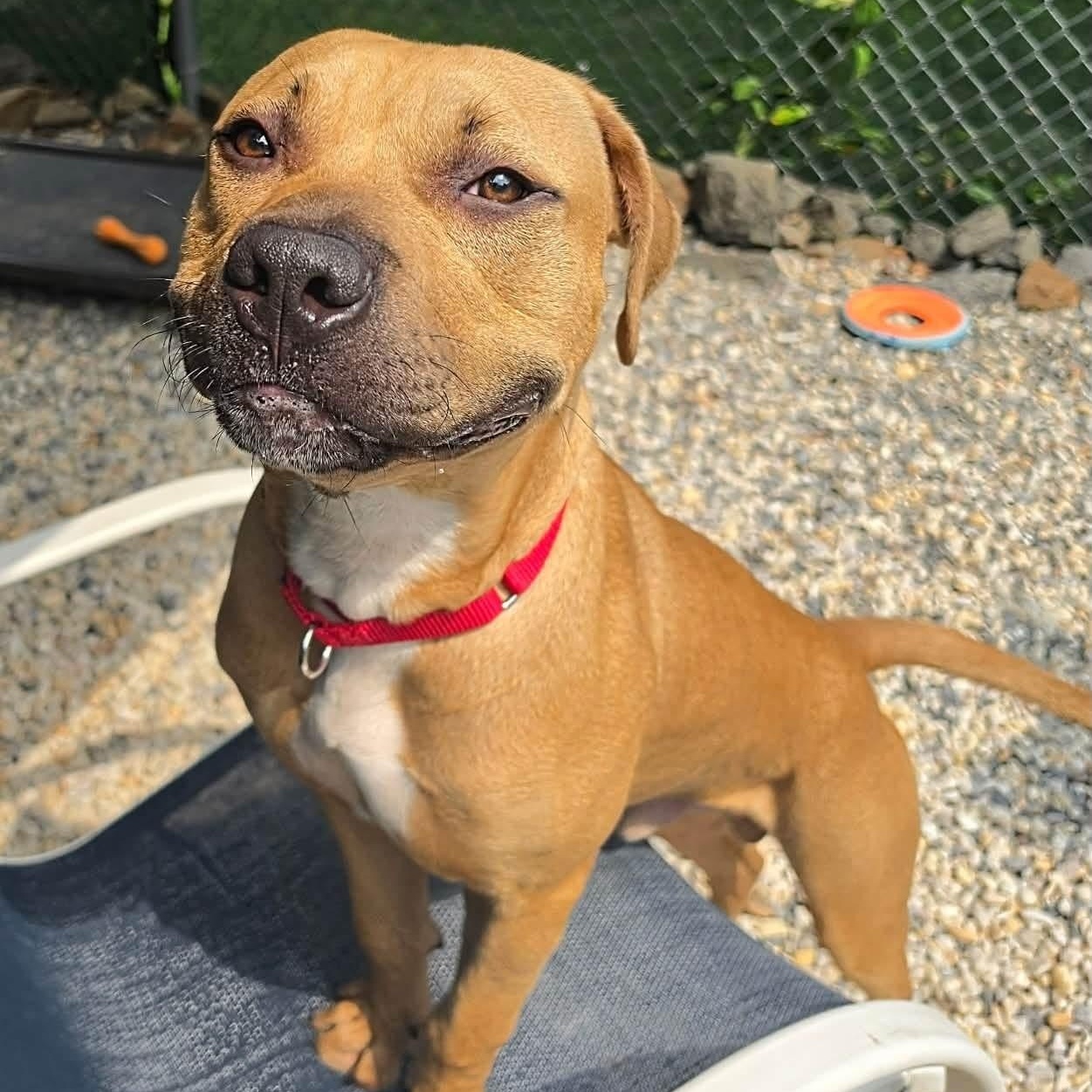 Enlarge Ronnie, a ADOPTABLE Pit Bull Terrier in Manahawkin, NJ image 2/2