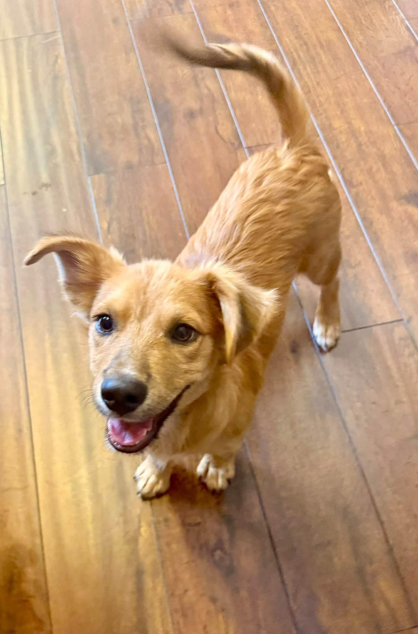 Enlarge Linus, a Adoptable mixed breed in Phoenix, AZ image 1/3