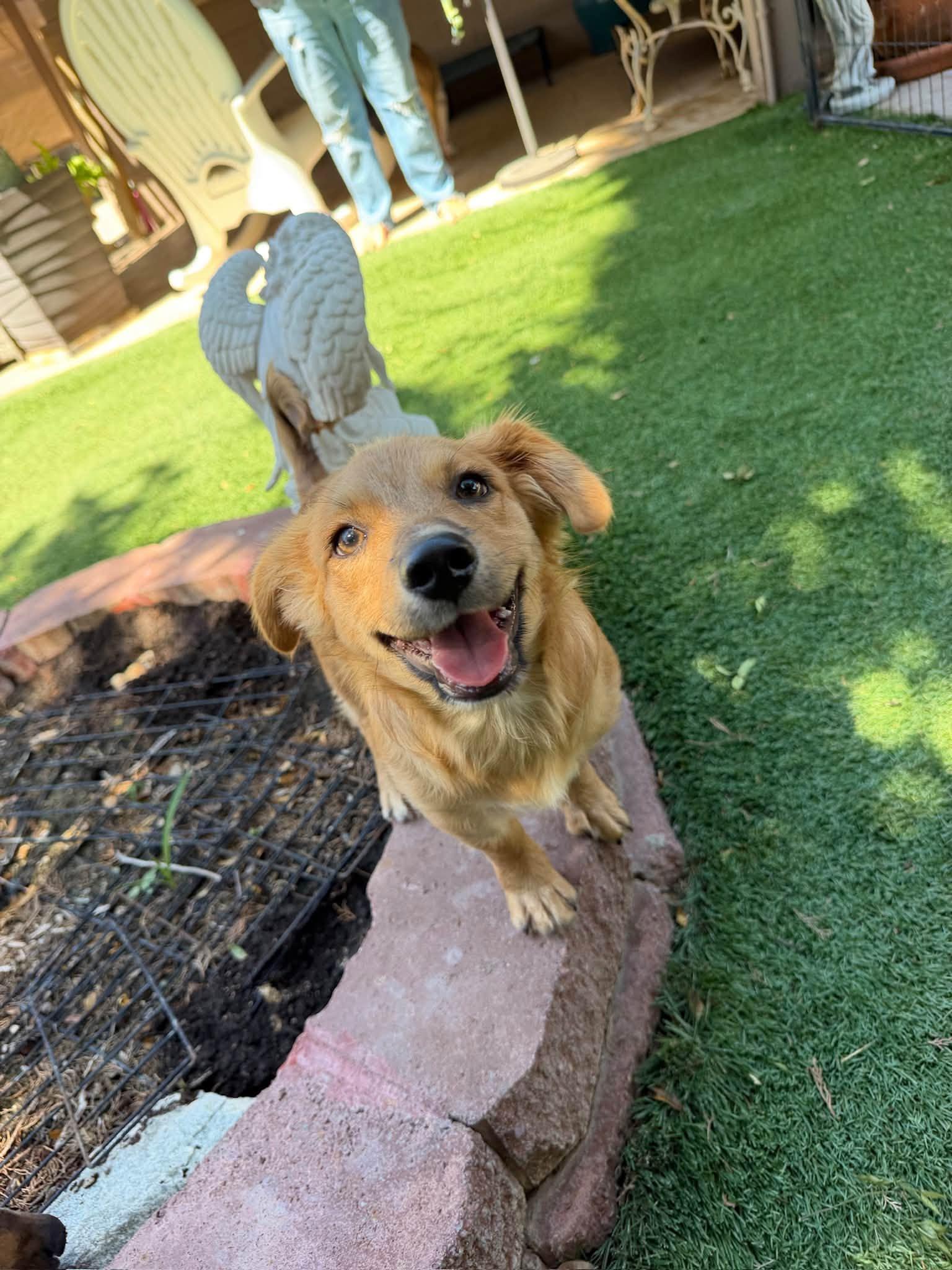 Enlarge Linus, a Adoptable mixed breed in Phoenix, AZ image 2/3