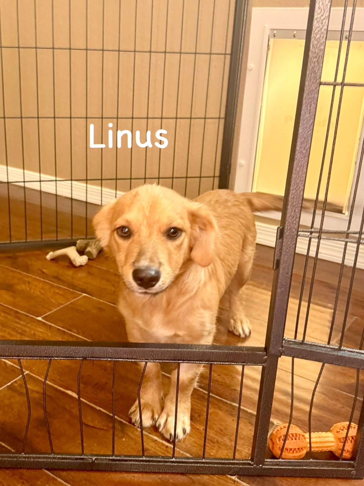 Enlarge Linus, a Adoptable mixed breed in Phoenix, AZ image 3/3
