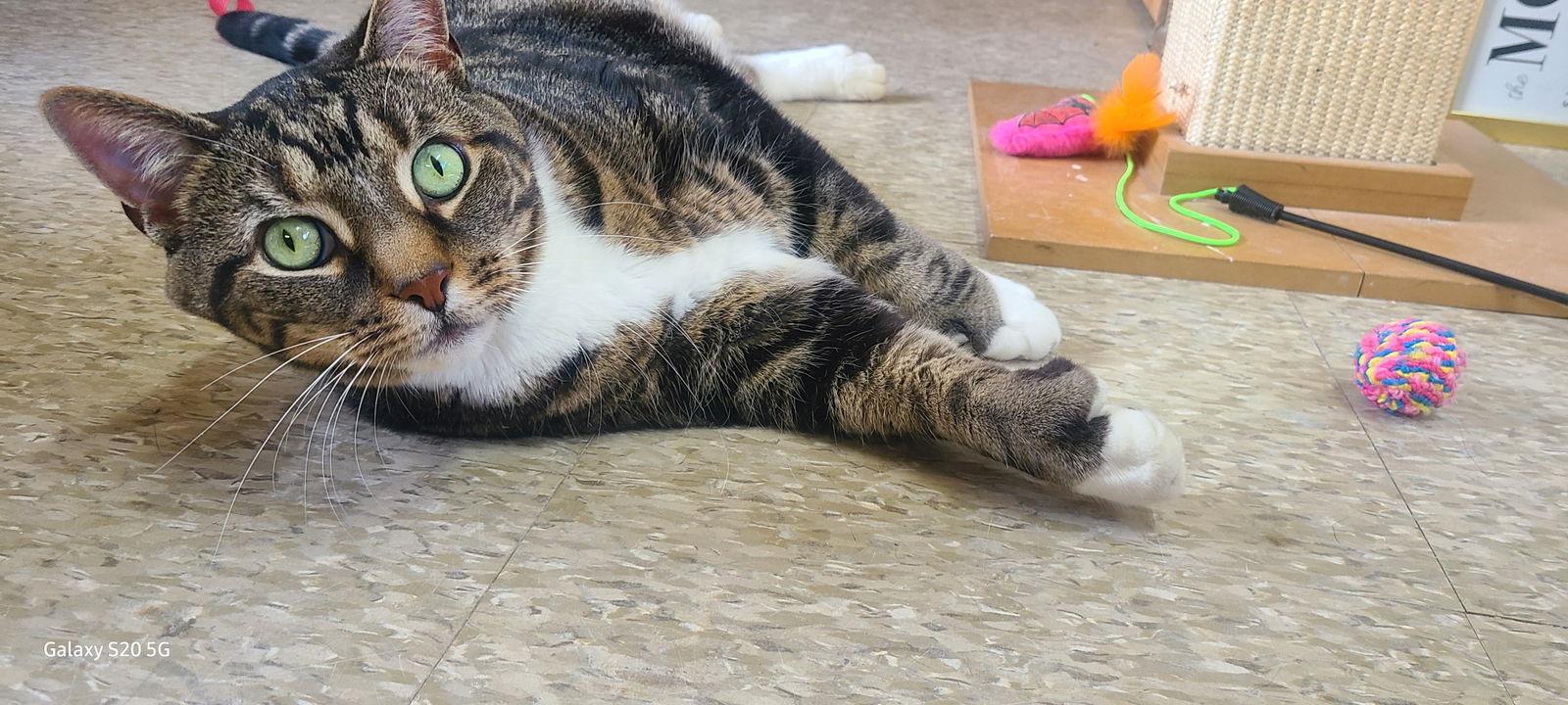 Scooter, a Adoptable Domestic Short Hair in Spring Lake, NJ image 1/2