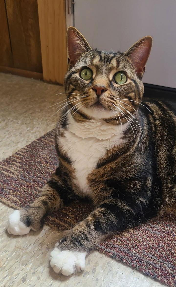 Scooter, a Adoptable Domestic Short Hair in Spring Lake, NJ image 2/2