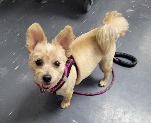 Zsa Zsa, a Adoptable mixed breed in Powell, OH image 1/3
